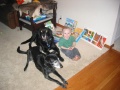 The boys (Fritz, Alex, and Bradley)